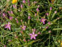 Centaurium erythraea Tygelsjö ängar, Malmö, Skåne, Sweden 20150730_0006