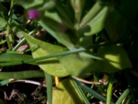 Centaurium erythraea Tygelsjö ängar, Malmö, Skåne, Sweden 20150730_0007