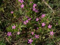 Centaurium littorale ssp. littorale Eskiltorps ängar, Vellinge, Skåne, Sweden 20150803_0047