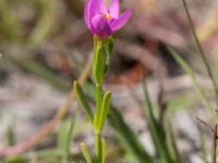 Centaurium littorale var. littorale Skanörs ljung, Falsterbohalvön, Vellinge, Skåne, Sweden 20160811_0001