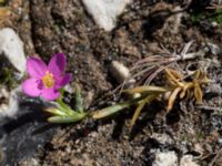 Centaurium littorale var. littorale Skanörs ljung, Falsterbohalvön, Vellinge, Skåne, Sweden 20160811_0011