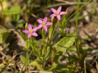 Centaurium pulchellum Björkadammen, Bunkeflostrand, Malmö, Skåne, Sweden 20220818_0060