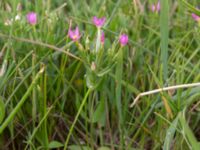 Centaurium pulchellum Bunkern, Tygelsjö ängar, Malmö, Skåne, Sweden 20150724_0053