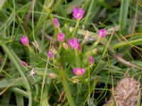 Centaurium pulchellum Bunkern, Tygelsjö ängar, Malmö, Skåne, Sweden 20150724_0058