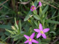 Centaurium pulchellum Eskiltorps ängar, Vellinge, Skåne, Sweden 20150803_0012