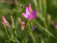 Centaurium pulchellum Terekudden, Bunkeflo strandängar, Malmö, Skåne, Sweden 20150724_0021