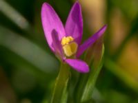 Centaurium pulchellum Terekudden, Bunkeflo strandängar, Malmö, Skåne, Sweden 20150724_0022