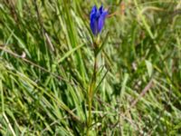 Gentiana pneumonanthe Hunneröds mosse, Skurup, Skåne, Sweden 20170713_0093