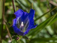 Gentiana pneumonanthe Hunneröds mosse, Skurup, Skåne, Sweden 20170713_0095