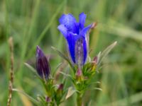 Gentiana pneumonanthe Hunneröds mosse, Svedala, Skåne, Sweden 20160714_0001