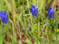 Gentiana pneumonanthe Hunneröds mosse, Svedala, Skåne, Sweden 20160714_0004