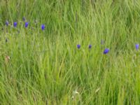 Gentiana pneumonanthe Hunneröds mosse, Svedala, Skåne, Sweden 20160714_0009