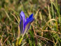 Gentiana pneumonanthe Skanörs ljung, Falsterbohalvön, Vellinge, Skåne, Sweden 20150823_0062