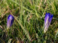 Gentiana pneumonanthe Skanörs ljung, Falsterbohalvön, Vellinge, Skåne, Sweden 20150823_0063