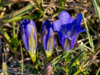 Gentiana pneumonanthe Skanörs ljung, Falsterbohalvön, Vellinge, Skåne, Sweden 20150823_0075