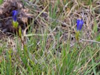 Gentiana pneumonanthe Skyttsie hage, Skanörs ljung, Falsterbonäset, Vellinge, Skåne, Sweden 20180710_0017