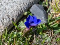 Gentiana verna ssp. pontica Kuro N, Stepantsminda, Mtskheta-Mtianeti, Georgia 20180424_3490