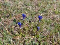 Gentiana verna ssp. pontica Kuro N, Stepantsminda, Mtskheta-Mtianeti, Georgia 20180424_3497