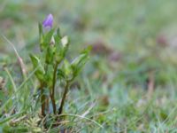 Gentianella campestris ssp. baltica Högebjär, Dalby, Lund, Skåne, Sweden 20150906_0028