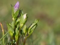 Gentianella campestris ssp. baltica Högebjär, Dalby, Lund, Skåne, Sweden 20150906_0031