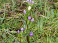 Gentianella campestris ssp. baltica Högebjär, Dalby, Lund, Skåne, Sweden 20150906_0038