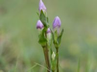 Gentianella campestris ssp. baltica Högebjär, Dalby, Lund, Skåne, Sweden 20150906_0043