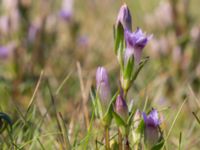 Gentianella uliginosa Eskiltorps ängar, Vellinge, Skåne, Sweden 20170829_0001