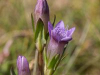 Gentianella uliginosa Eskiltorps ängar, Vellinge, Skåne, Sweden 20170829_0002