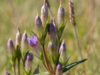 Gentianella uliginosa Eskiltorps ängar, Vellinge, Skåne, Sweden 20170829_0004