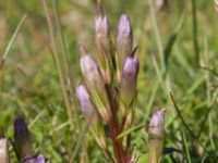 Gentianella uliginosa Eskiltorps ängar, Vellinge, Skåne, Sweden 20170829_0005