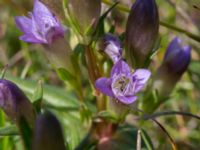 Gentianella uliginosa Eskiltorps ängar, Vellinge, Skåne, Sweden 20170829_0006