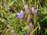 Gentianella uliginosa Eskiltorps ängar, Vellinge, Skåne, Sweden 20170829_0007