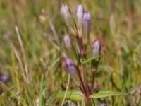 Gentianella uliginosa Eskiltorps ängar, Vellinge, Skåne, Sweden 20170829_0009