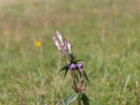 Gentianella uliginosa Eskiltorps ängar, Vellinge, Skåne, Sweden 20170829_0012