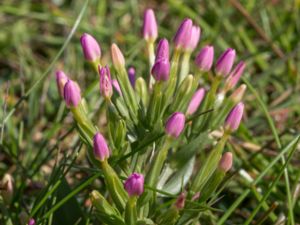 Centaurium erythraea - Common Centaury - Flockarum