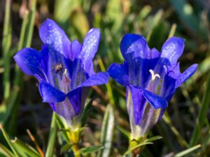 Gentiana pneumonanthe - Marsh Gentian - Klockgentiana