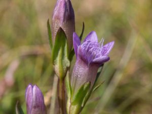 Gentianella uliginosa - Dune Gentian - Sumpgentiana