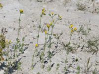 Blackstonia perfoliata Limhamns kalkbrott, Malmö, Skåne, Sweden 20170903_0104