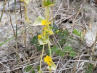 Blackstonia perfoliata Limhamns kalkbrott, Malmö, Skåne, Sweden 20180901_0128