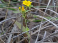 Blackstonia perfoliata Limhamns kalkbrott, Malmö, Skåne, Sweden 20180901_0143