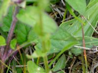 Centaurium erythraea Ljungskogen, Falsterbohalvön, Vellinge, Skåne, Sweden 20160617_0162