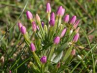 Centaurium erythraea Tygelsjö ängar, Malmö, Skåne, Sweden 20150730_0001