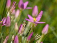 Centaurium erythraea Tygelsjö ängar, Malmö, Skåne, Sweden 20150730_0009