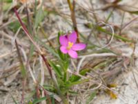 Centaurium littorale Lernacken, Malmö, Skåne, Sweden 20150815_0074