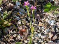 Centaurium littorale var. littorale Limhamns kalkbrott, Malmö, Skåne, Sweden 20170813_0022