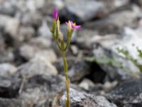 Centaurium littorale var. littorale Limhamns kalkbrott, Malmö, Skåne, Sweden 20170813_0072