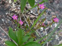 Centaurium littorale var. littorale Limhamns kalkbrott, Malmö, Skåne, Sweden 20180901_0036