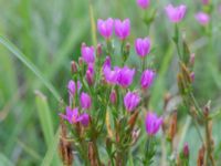 Centaurium littorale var. littorale Sandheden, Klagshamns udde, Malmö, Skåne, Sweden 20231010_0063