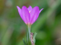 Centaurium littorale var. littorale Sandheden, Klagshamns udde, Malmö, Skåne, Sweden 20231010_0065