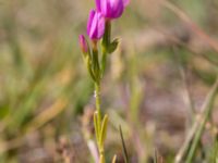 Centaurium littorale var. littorale Skanörs ljung, Falsterbohalvön, Vellinge, Skåne, Sweden 20160811_0021